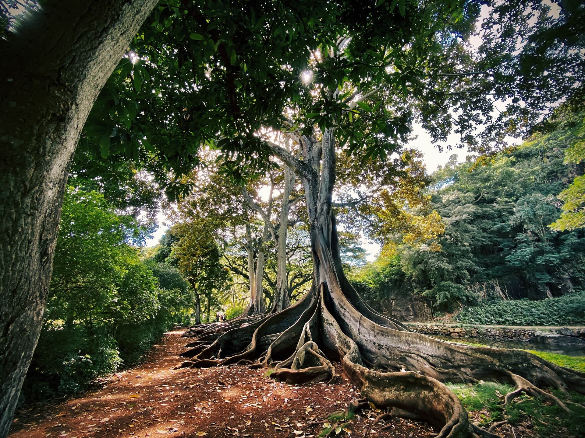 tree with roots in the ground