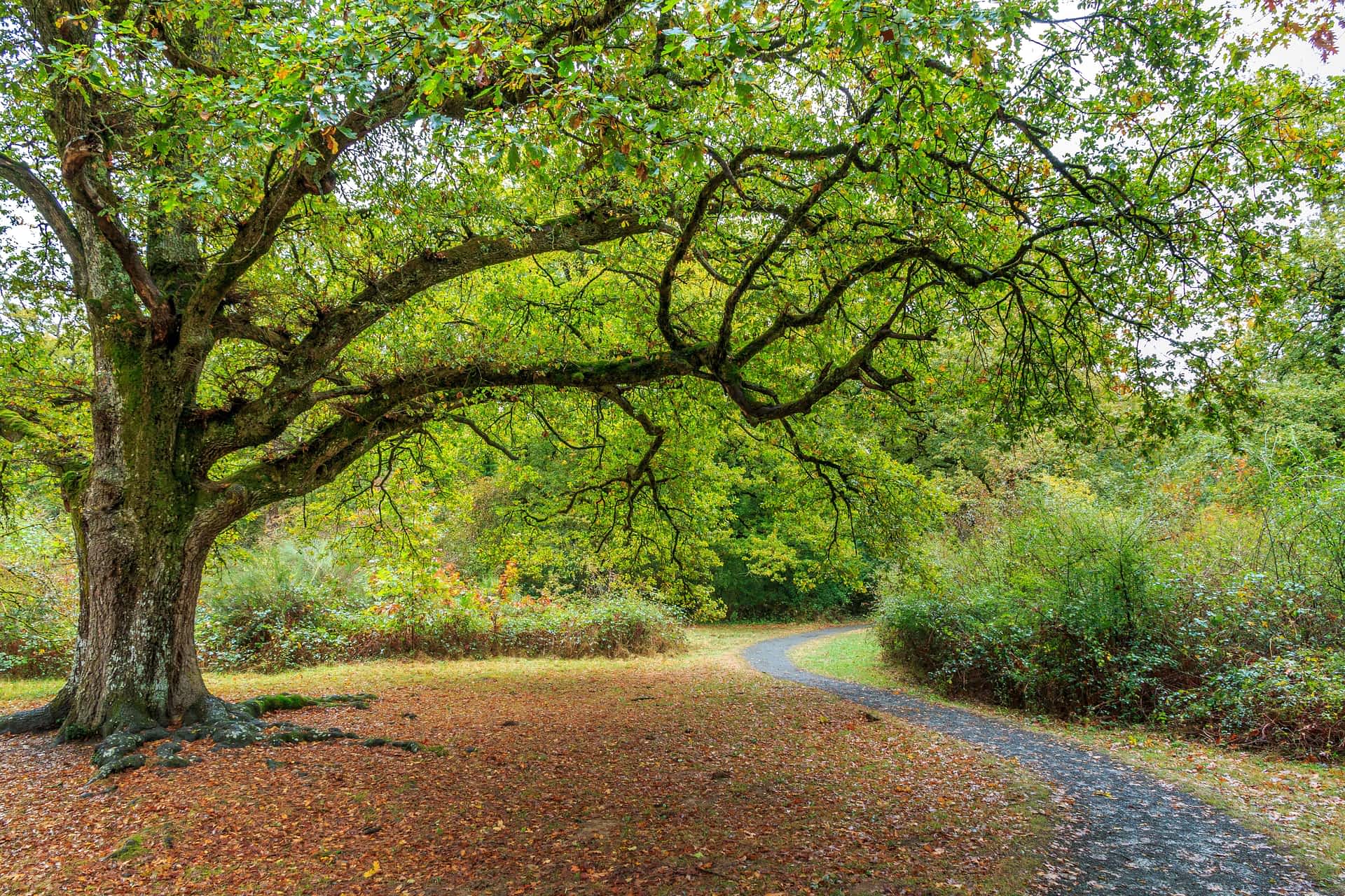 tree with wide branches and green leaves